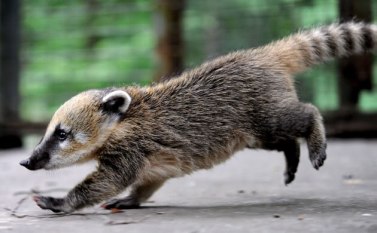 coati