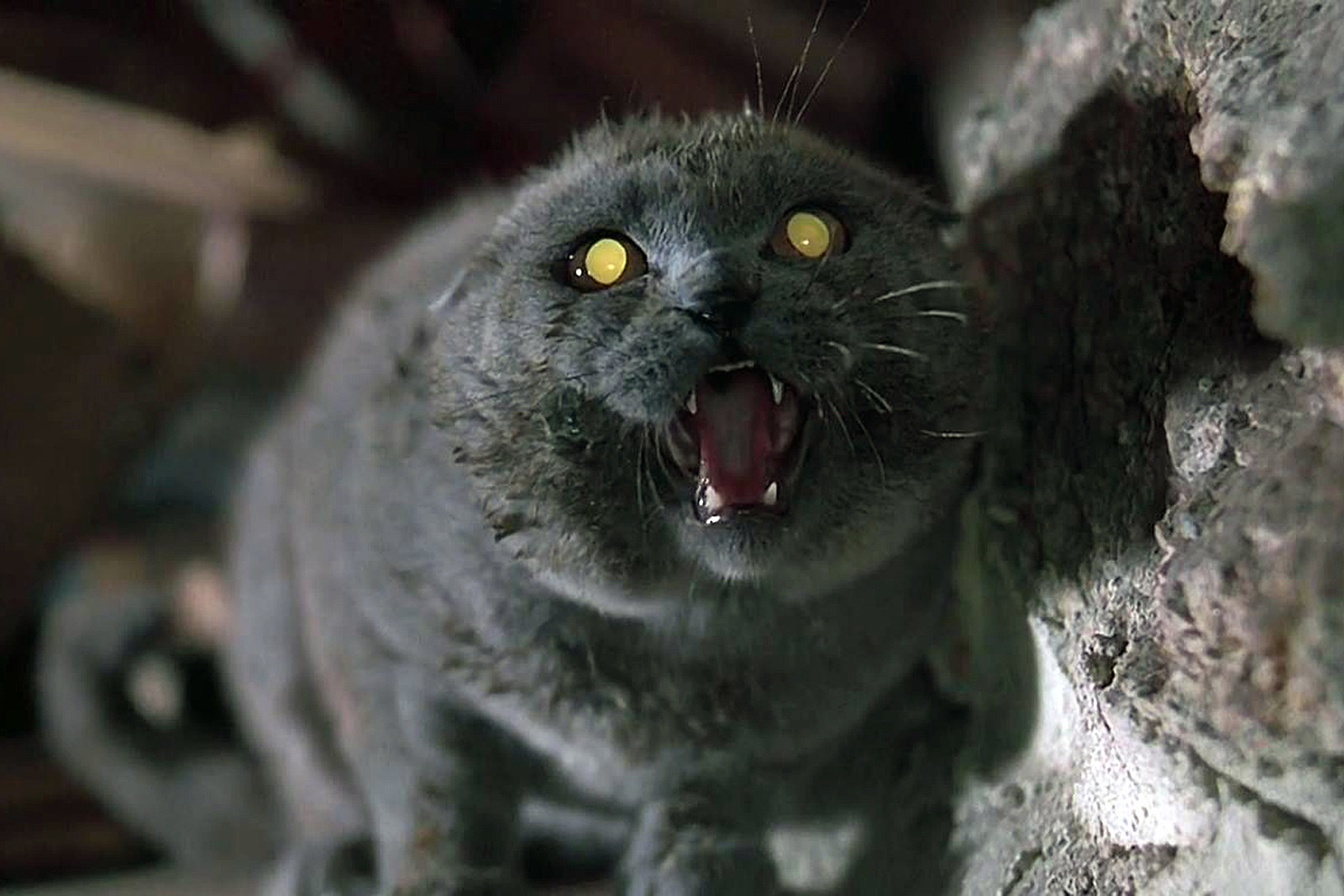 Pet-Sematary-2019-Best-Wallpaper